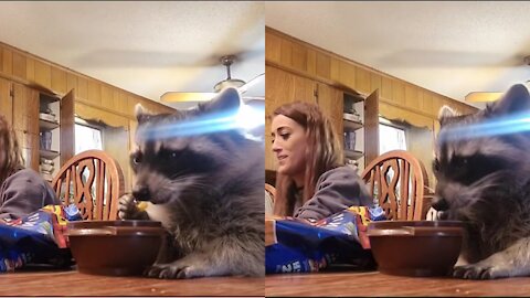 Cute baby racoon eats dinner with its family at the table