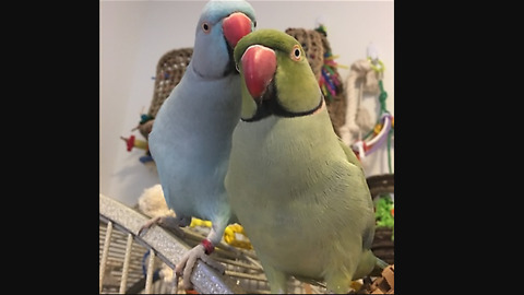 Emotional Parrot Siblings Give Love And Share Kisses