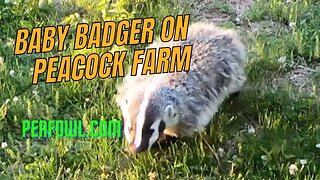 Baby Badger On Peacock Farm, Peacock Minute, peafowl.com