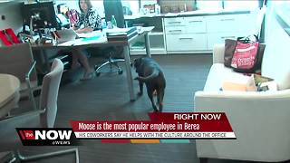 Moose the dog is the most popular employee at the Cleveland Browns office in Berea