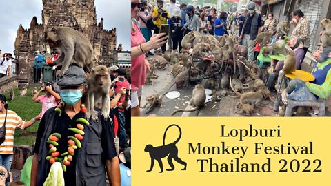 Lopburi Monkey Festival November 2022 - Thousands of Monkeys