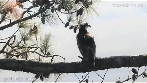 Osprey Close Up at The Marsh 🌲 11/02/22 11:10