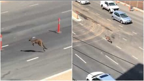 Kangaroo blocks highway in Australia
