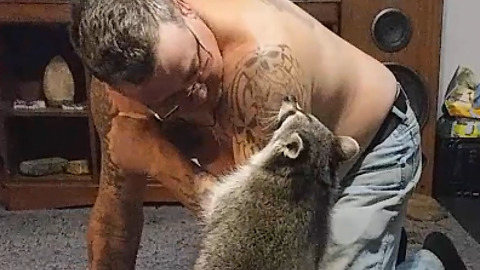 Man Plays With His Pet Raccoon Until A Fart Ruins EVERYTHING