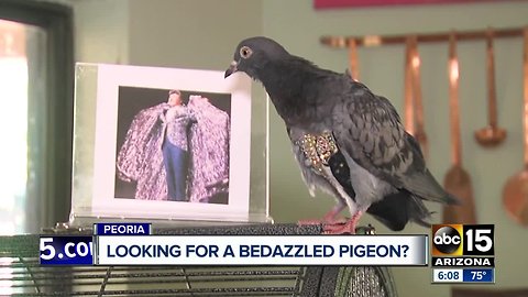 Valley rescue searching for owner of a "bedazzled pigeon"