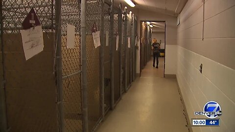 "We are drowning in dogs": Insiders detail 'heartbreaking' conditions at Colorado animal shelter