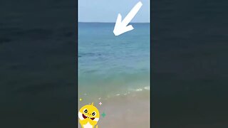 Watch Woman totally calm as Great White shark swims up #shorts