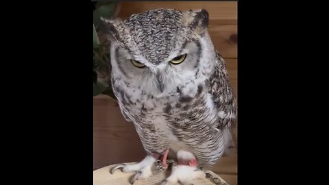 The great horned owl | owl Video