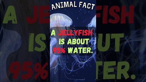 🦌Discover Fascinating Animal Facts👀 #shorts #shortsfact #animalfacts #funfactsshorts #jellyfish