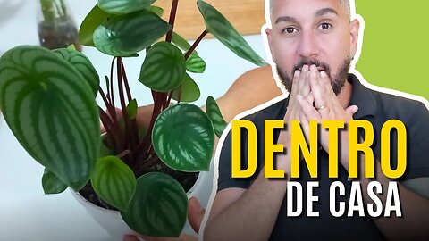 COMO CULTIVAR A PEPEROMIA MELÂNCIA DENTRO DE CASA - ADUBO, REGA E LUZ SOLAR