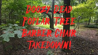 Doozy Dead Poplar Tree Barber Chair Takedown!