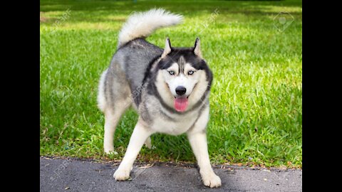 A dog husky playing in a park