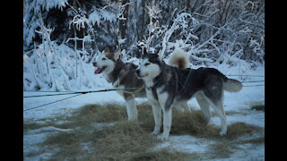 A Husky Dog Sledding with Pickup and Photos Service in Fairbanks, Alaska