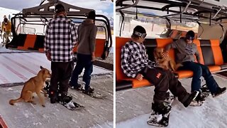 Dog jumps onto ski lift with ski partners