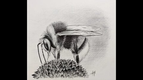 Ballpoint Pen Drawing Bee on a Flower, How to draw