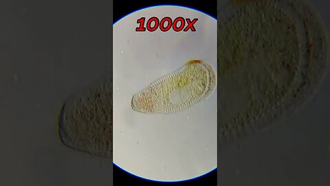 Chlamydodon found in sea water 1000x magnification #microscope #microbiology #shorts