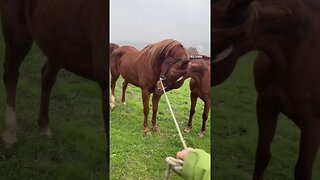 Horse’s Paradise in italy 🇮🇹🐴