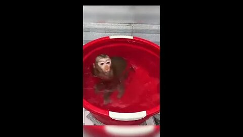 Monkey bath #shorts #animals #cute #puppies #sea #monkey #world #funny #funnyvideo #truth