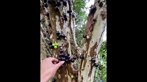 Oldest trees in the world. #shorts #ytshorts #viral #viral 🧸🐆💐