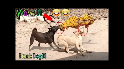 Wow!!! Fake Tiger Prank Dog Run So Funny Try To Stop Laugh Challenge 2021|