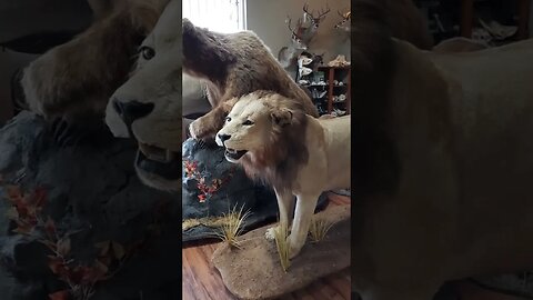 Schott taxidermy Animal mounts