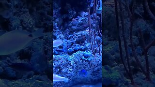 reef fish pineknoll shores aquarium