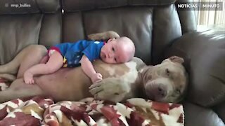 Pitbull e bebê são amigos inseparáveis