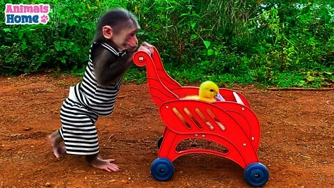 baby monkey animal bi bi | Smart BiBi helps dad take care of duckling