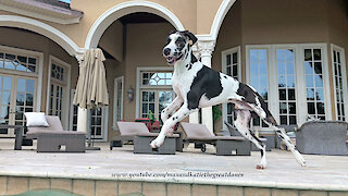 Excited Great Dane Puppy Runs Around the Pool