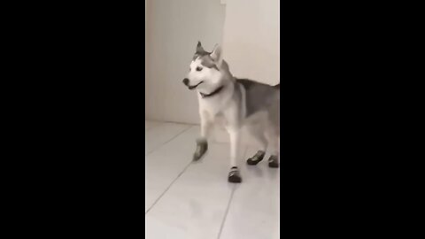 Husky dancing in shoes