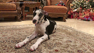 Great Dane Puppy Can't Resist Temptation of Christmas Packages