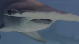 Hammerhead Sharks Evolutionary Wonders of the Ocean