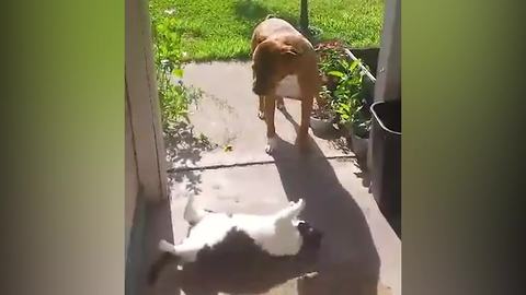 Cat Won’t Let The Dog Pass