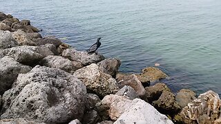 Beautiful blackbird by the water