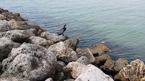 Beautiful blackbird by the water