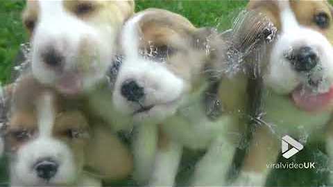 Five Beagle Puppies Lick Glass Clean From Yogurt Stains