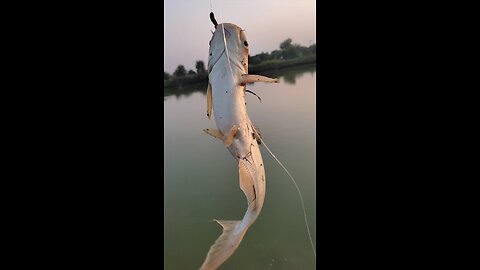 fishing videos