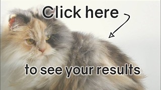 Cat Quiz: Average Score