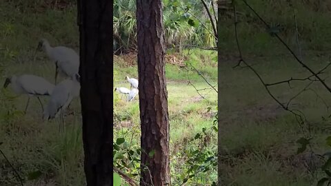 Wood Storks at Georgetown Lake in Port Orange Florida November 2022 #railfanrob #storks