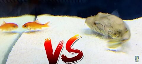 Pufferfish vs Pet Goldfish! *Epic Battle Royale*