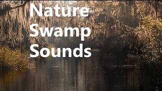 Swamp Night Sounds, Relaxing Rain And Bird Sounds, Forest Sounds, Lake Sounds, White Ambient Noise