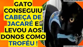 UM GATINHO ARRANCOU E LEVOU A CABEÇA DE UM JACARÉ AOS SEUS DONOS! #curiosidades #gato #gatos