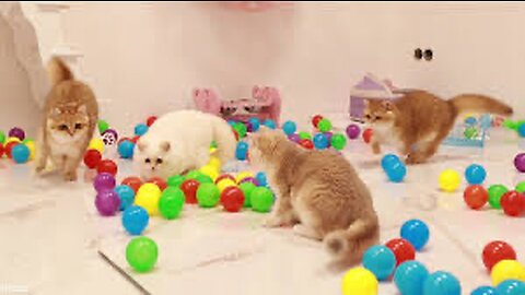 Cute cats playing with balls ❤️