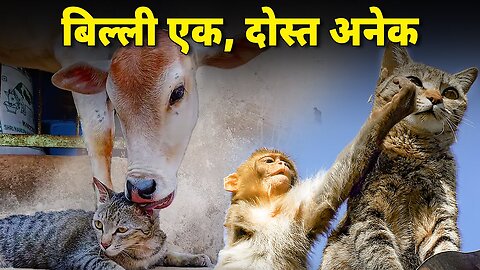 Ajeeb friends wali cat ki story _ A cat friends with monkey, cow, sheep and dog _ Funny Animals