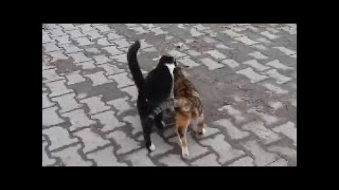 Two male cats reject same female cat in heat ( Opposite World )
