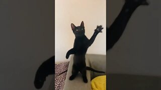 Black Kitten Dancing! 😹😻😸 #shorts