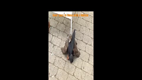 sparrow mother take revenge with crow