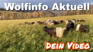 Dein Video auf Wolfinfo Aktuell 8