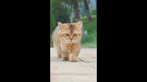 cats full enjoy cats footage cat's video cats funny video beautiful cats