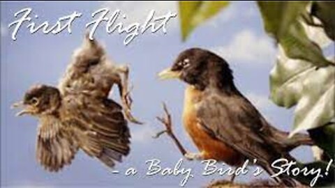 First Flight - a Baby Bird's